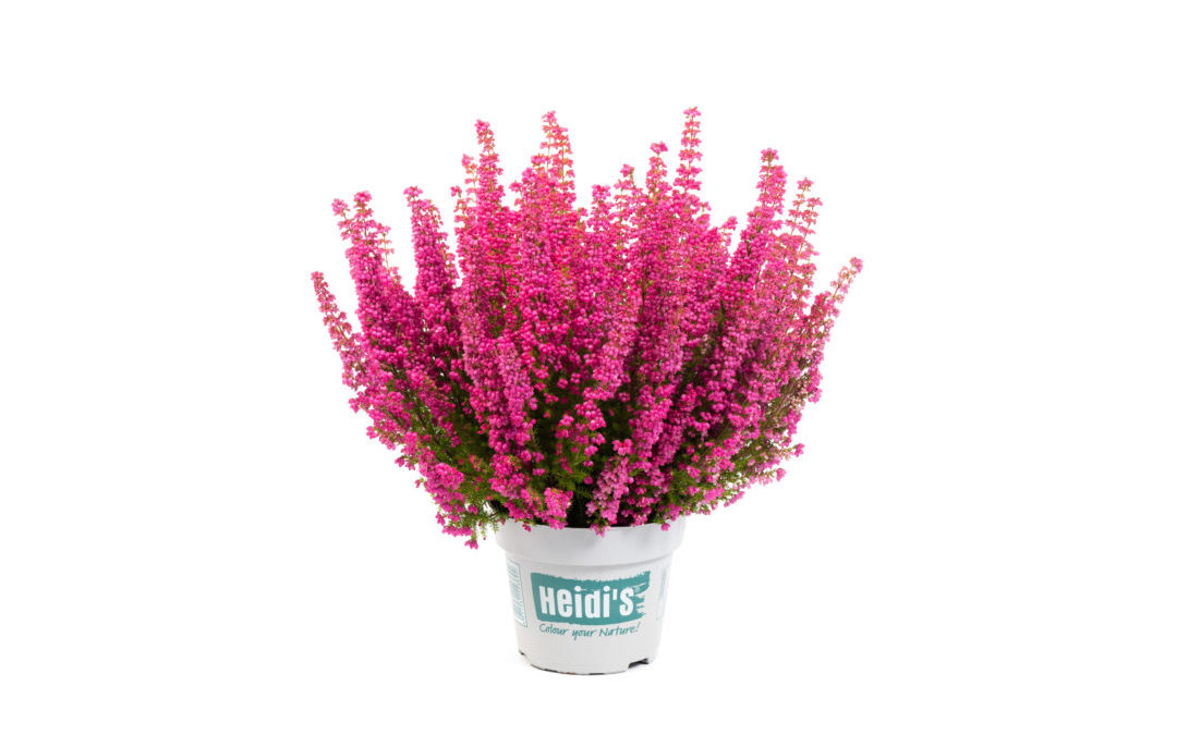 Erica gracilis Heidi&rsquo;s Lilliⓢ