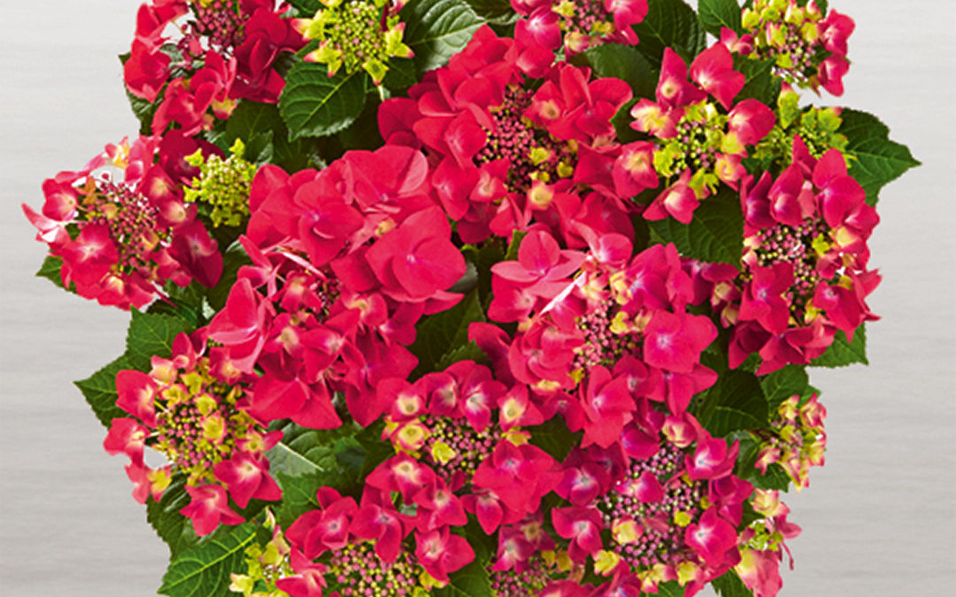 Hortensia Frisbee Hot Pink