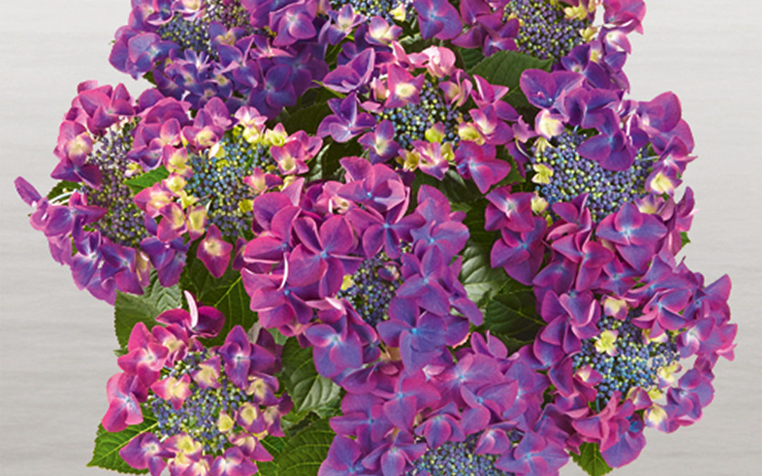 Hortensia Frisbee Purple