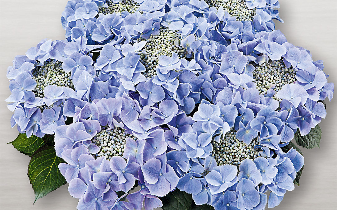 Hortensia Frisbee Blue