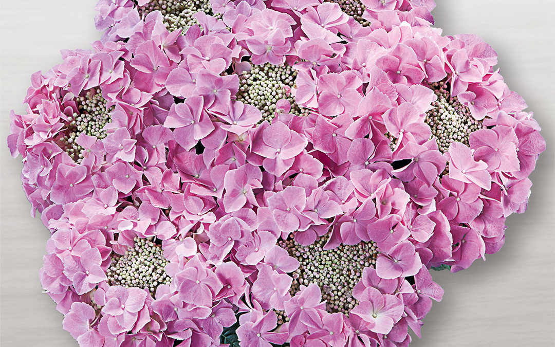 Hortensia Frisbee Rosa