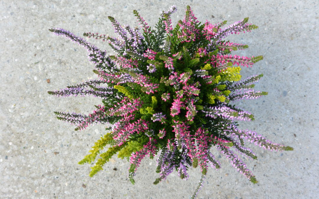 Calluna Rouge – lila – jaune