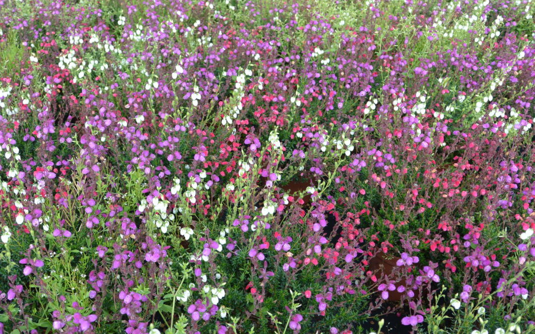 Daboecia cantabrica tricolore