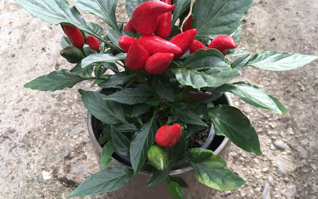 Capsicum annum