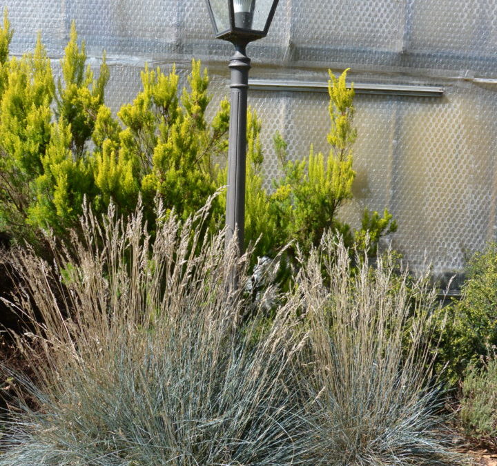 Festuca Glauca