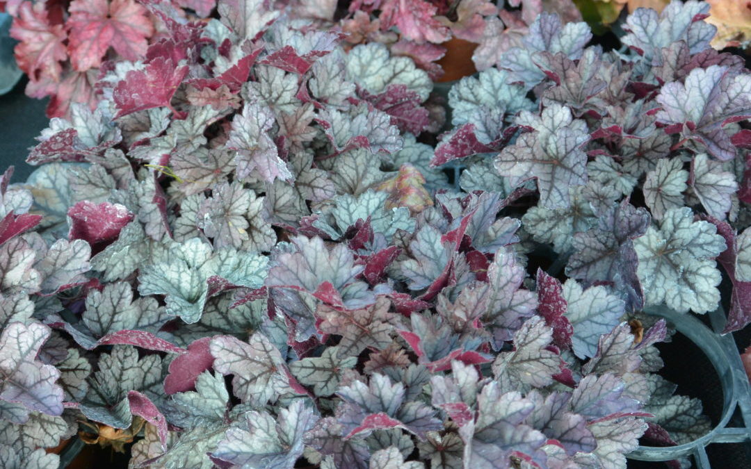 Heuchera Glitter