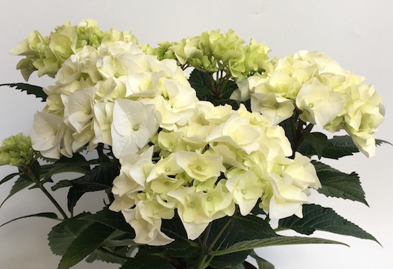 Hortensia Vanilla Sky