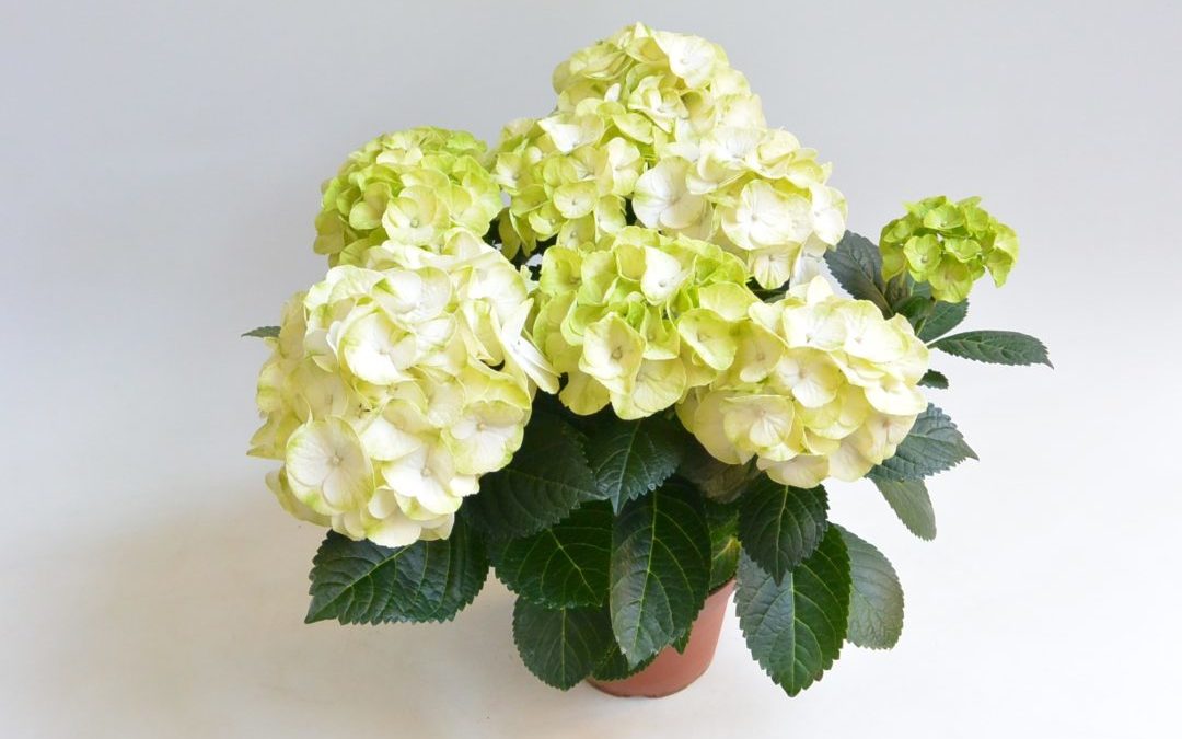 Hortensia Caipirinha