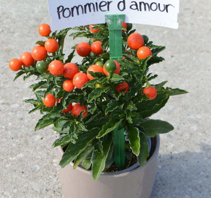 Solanum pseudocapsicum – Pommier d&rsquo;amour