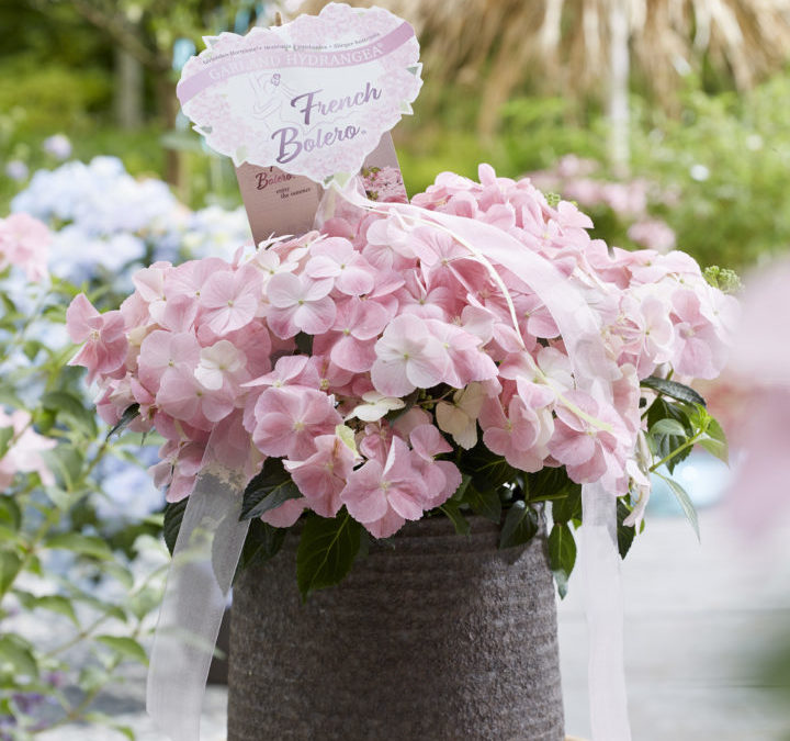 Hydrangea Garland French Bolero Rose