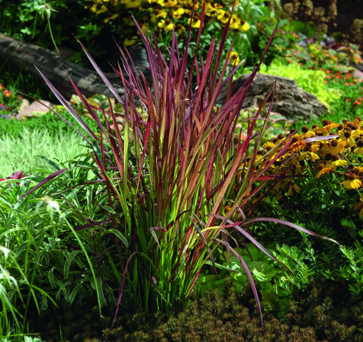 Carex Imperata Red Baron