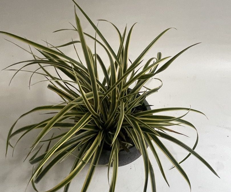 Carex morowii Ice Dance