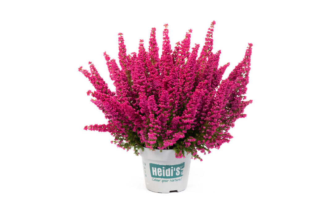 Erica gracilis Heidi&rsquo;s Bella ⓢ