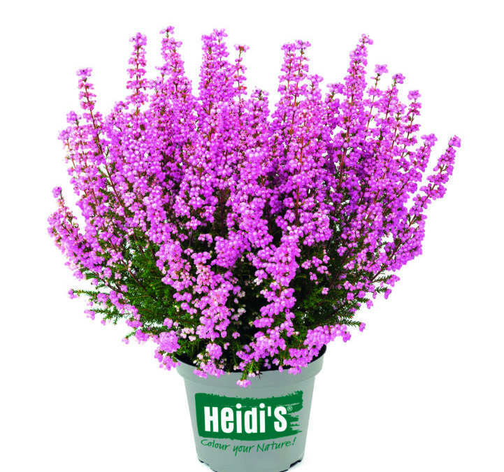 Erica gracilis Heidi&rsquo;s Gloriaⓢ