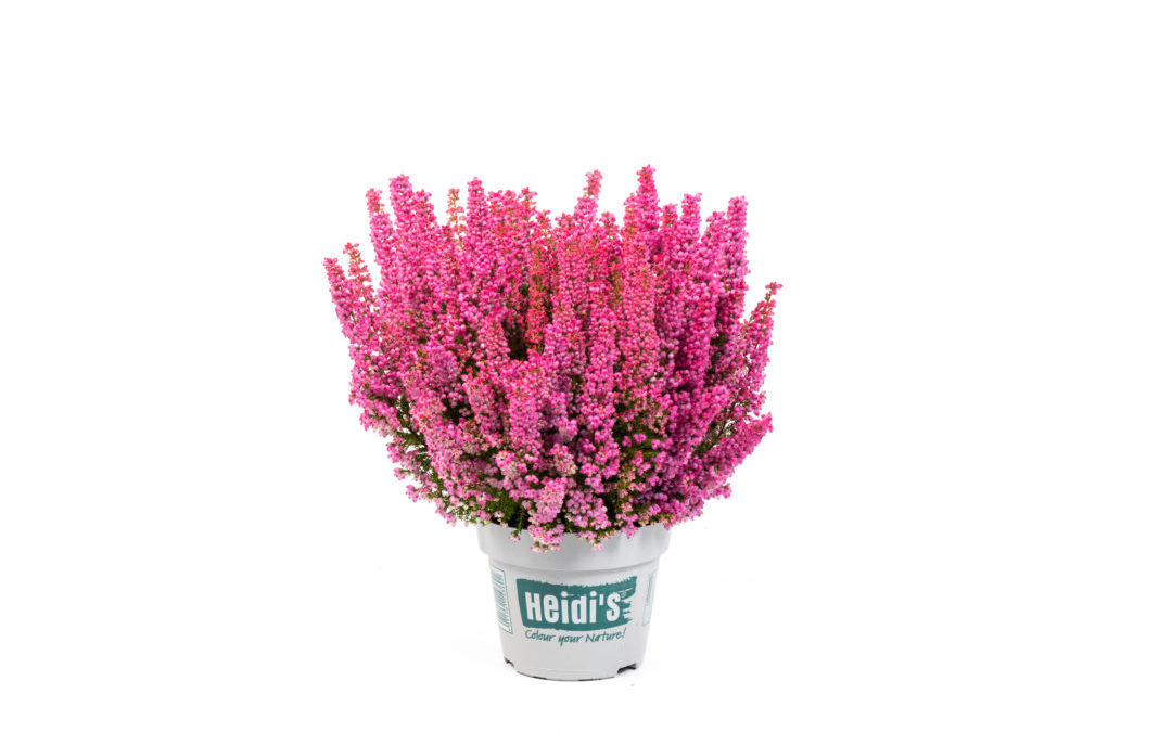 Erica gracilis Heidi&rsquo;s Peaches ⓢ