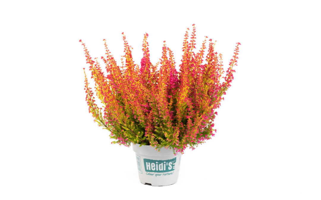 Erica gracilis Heidi&rsquo;s Phönix ⓢ