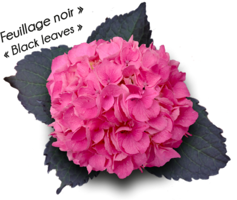 Hydrangea Macrophyla Rembrandt – Froufrou