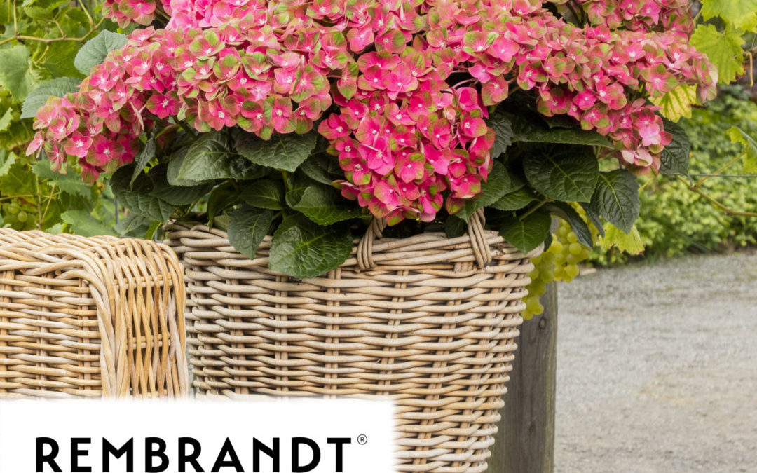 Hydrangea Macrophyla Rembrandt – Rosso Glory