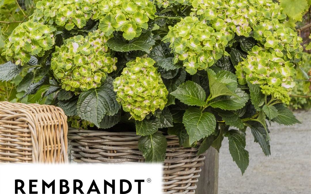 Hydrangea Macrophyla Rembrandt – Vibrant Verdy