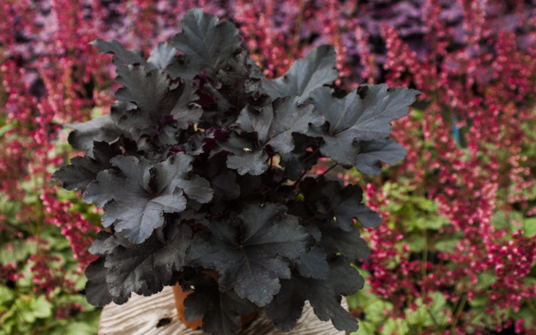 Heuchera Black Pearl