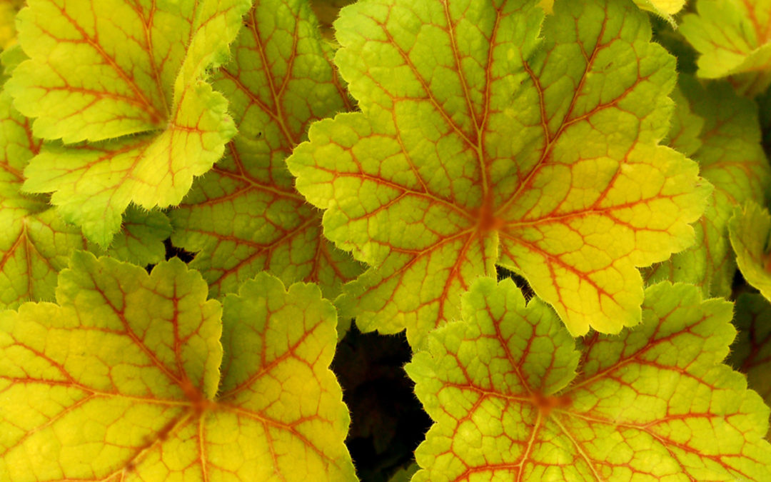 Heuchera Electra