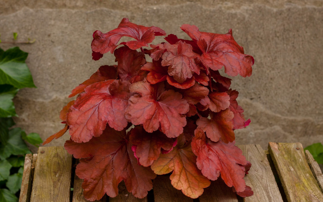 Heuchera Fire Alarm