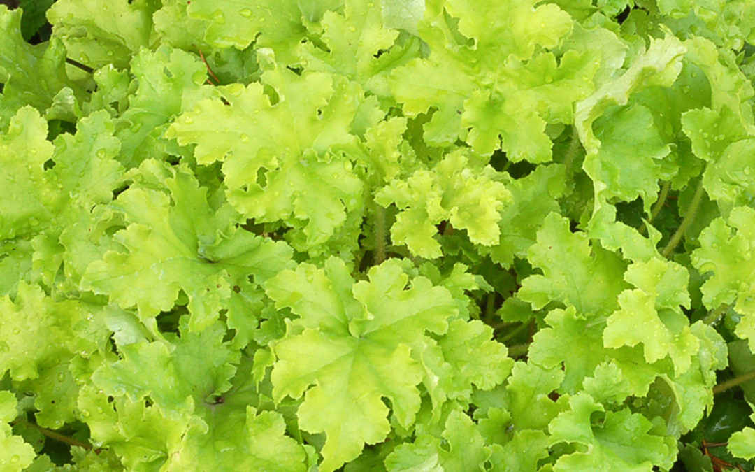 Heuchera Lime Marmalade