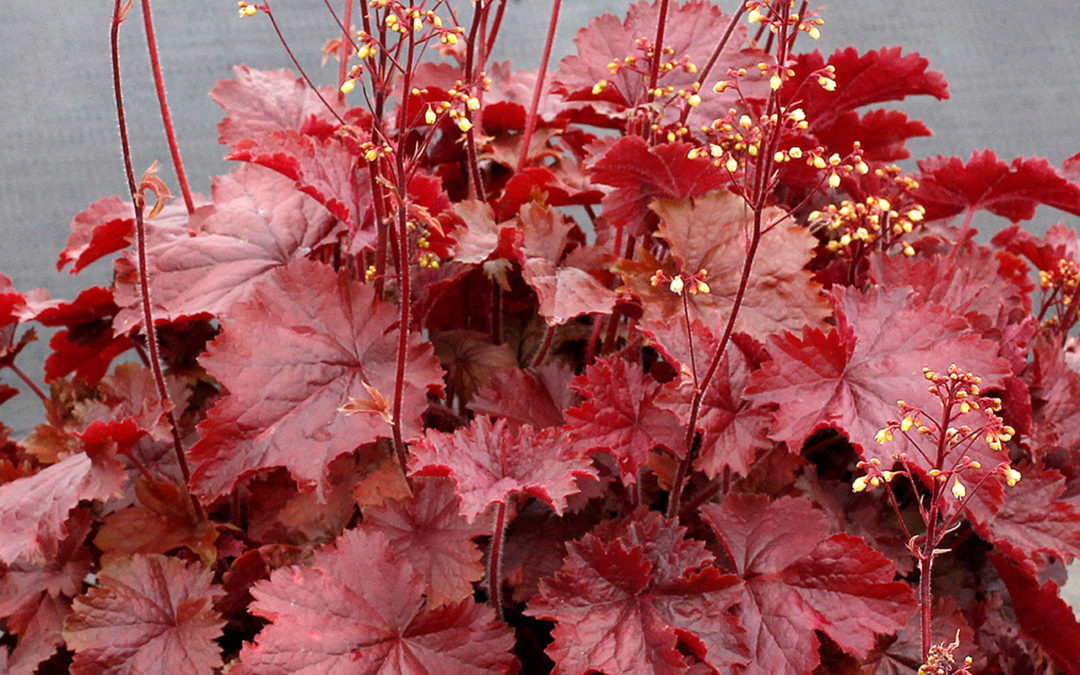 Heuchera Northern Exposure Red