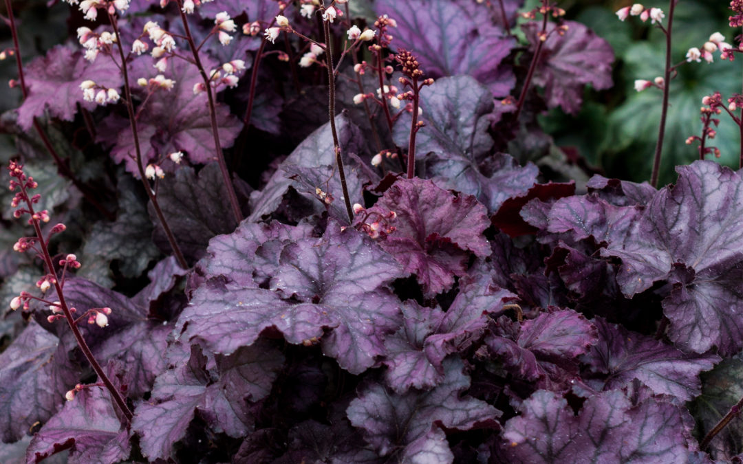 Heuchera Rex Purple