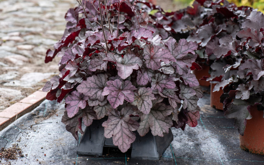 Heuchera Rex Silver
