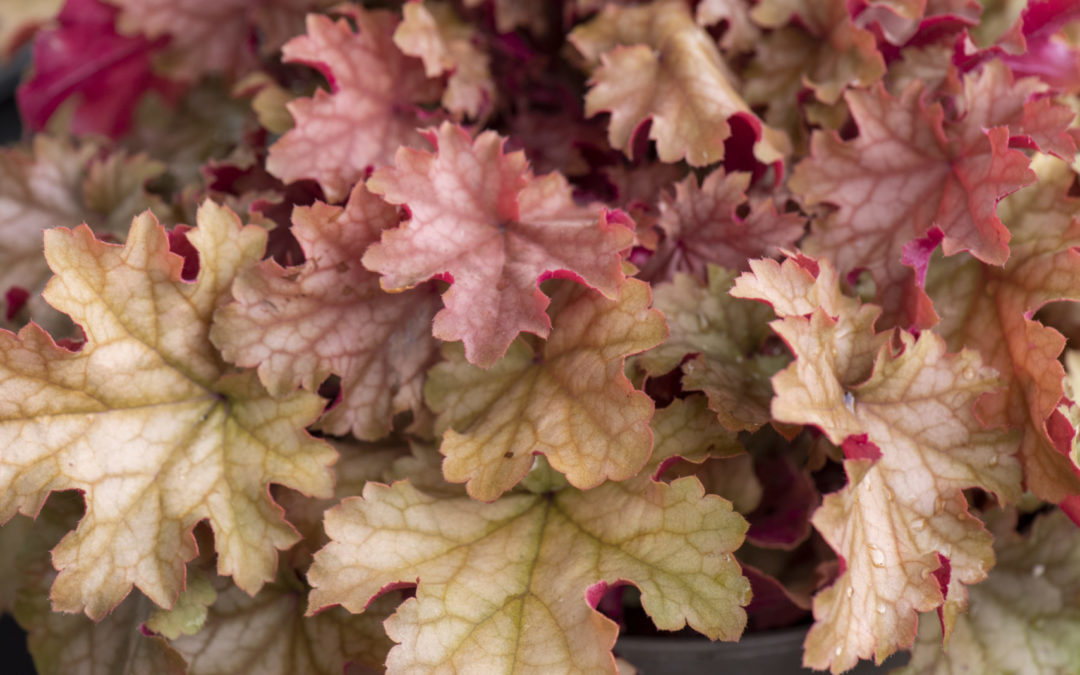 Heuchera World Caffé Amaretto