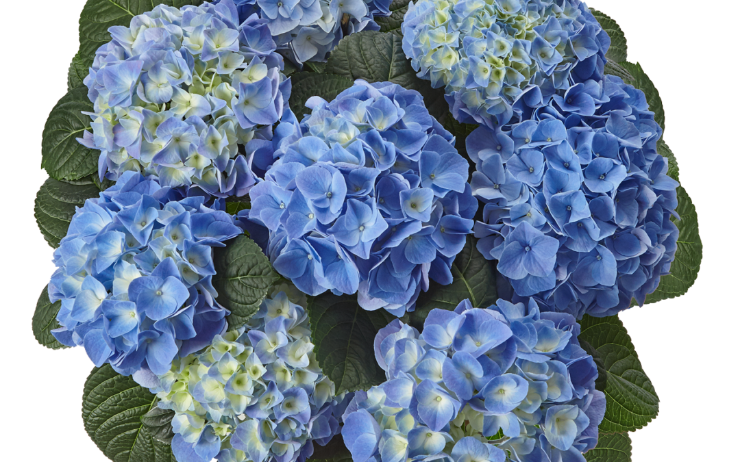 Hortensia Fabolo Blue