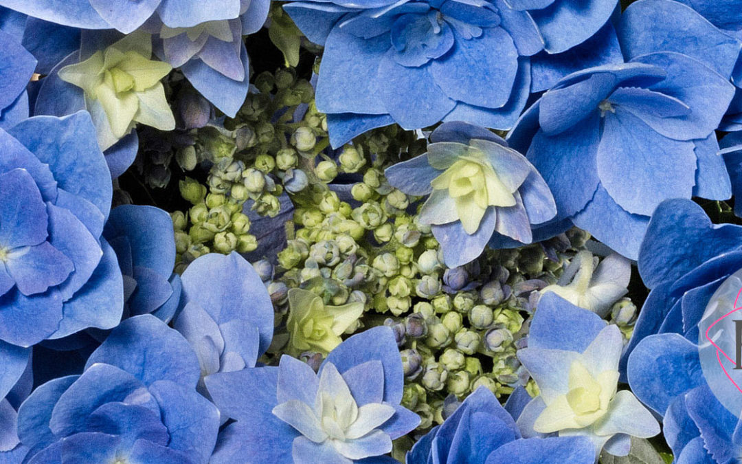 Hortensia Feather Blue