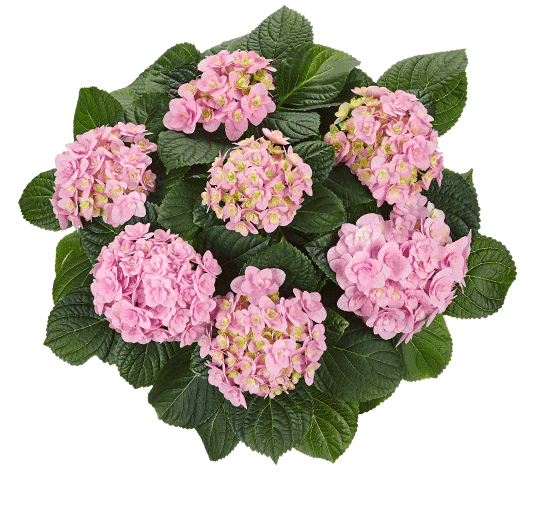 Hortensia Florentina Pink