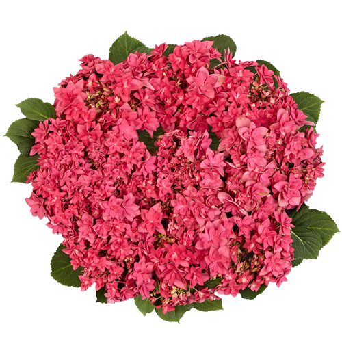 Hortensia Francy Hot Pink