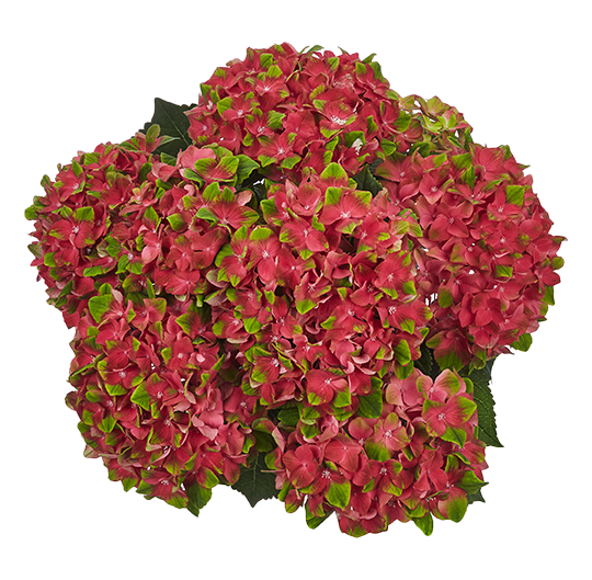 Hortensia Glossy Lips Red