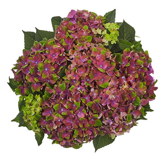 Hortensia Glossy Lips Purple