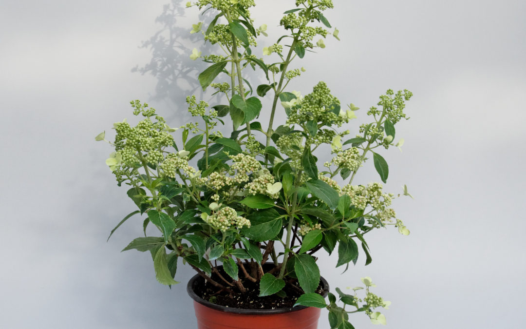 Hortensia Paniculata Kyushu