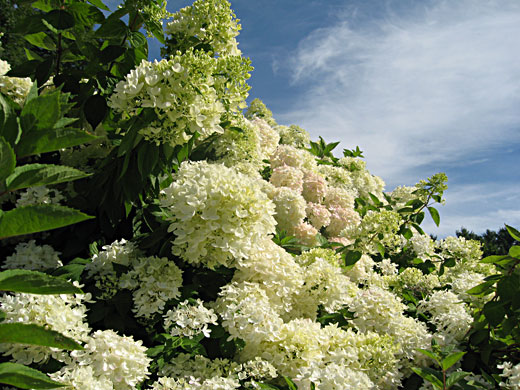 Hortensia Paniculata Magical Candle – Grandiflora
