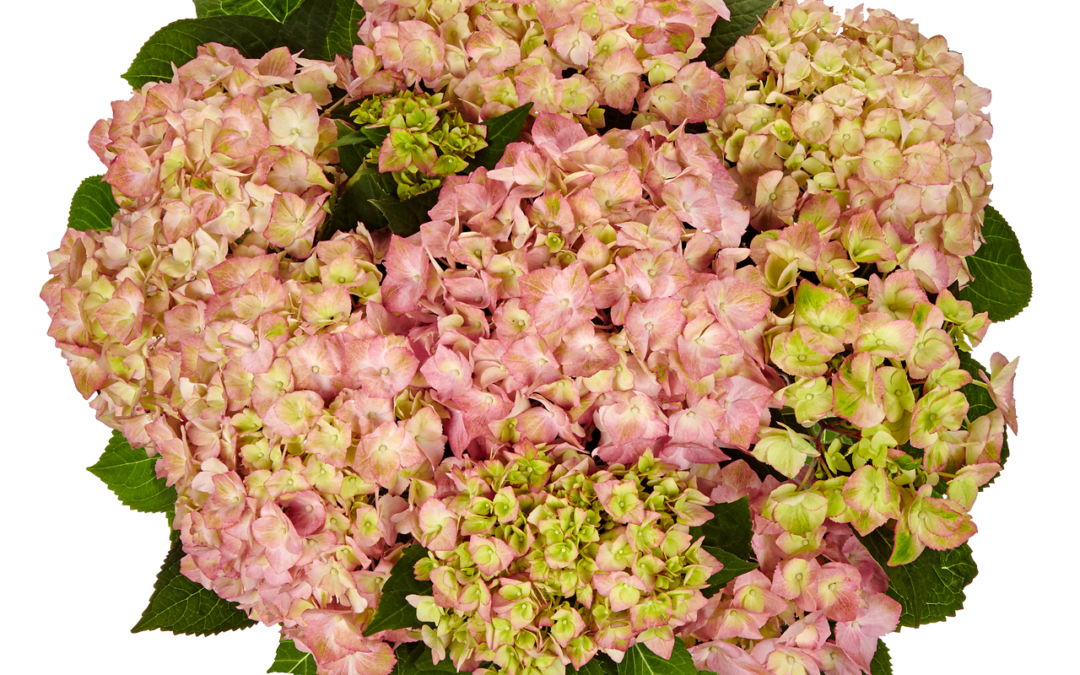 Hortensia Sweet Lips Pink