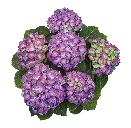 Hortensia Sweet Lips Purple