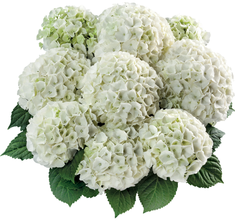 Hortensia Bianco