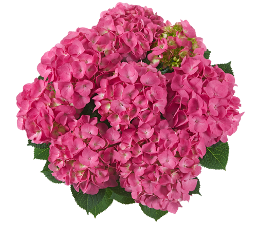 Hortensia Jip Pink