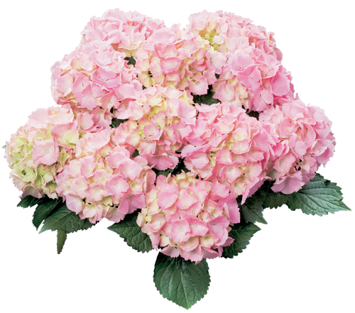 Hortensia Pink Sensation