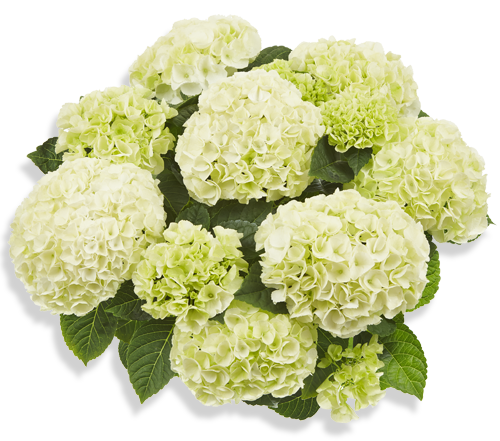 Hortensia Saxon Bright White