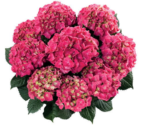 Hortensia Speedy Red