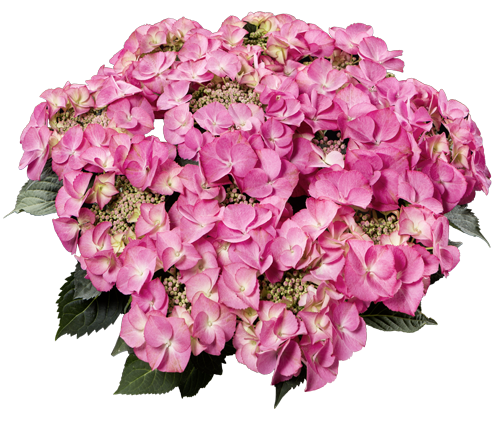 Hortensia Tiffany Pink