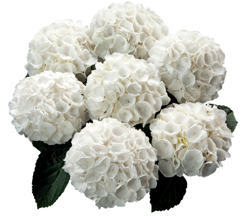 Hortensia White Delight